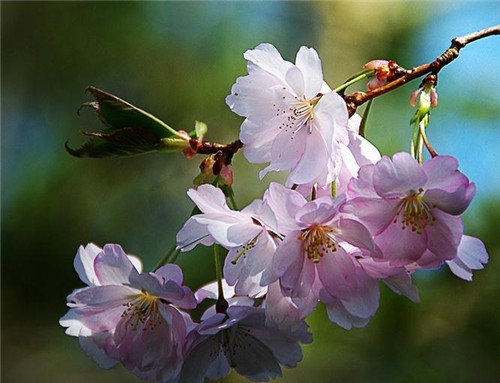 處女座2017年4月運(yùn)勢(shì)詳解