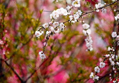 金牛座清明掃墓禁忌 清明假期這樣過