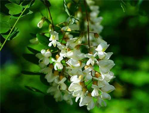 雙魚座清明掃墓禁忌 清明假期這樣過