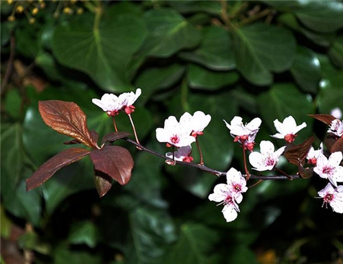 摩羯座清明掃墓禁忌 清明假期這樣過