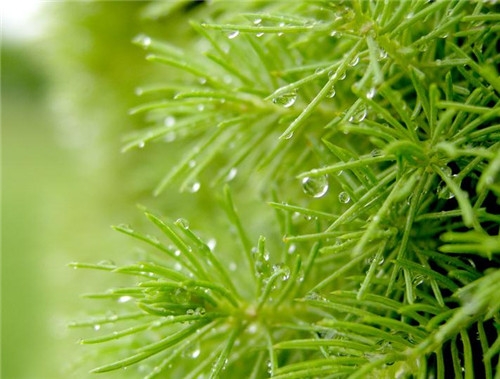 白羊座清明掃墓禁忌 清明假期這樣過