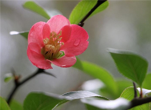 獅子座2017年4月運(yùn)勢詳解