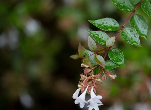 白羊座2017年4月運勢詳解