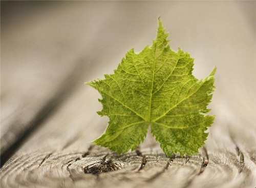 處女座2017年4月運(yùn)勢(shì)詳解