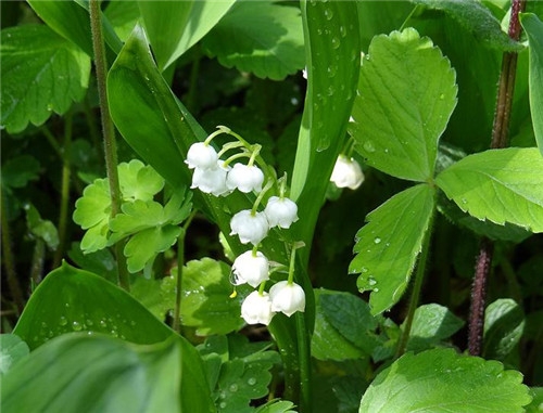 摩羯座清明掃墓禁忌 清明假期這樣過
