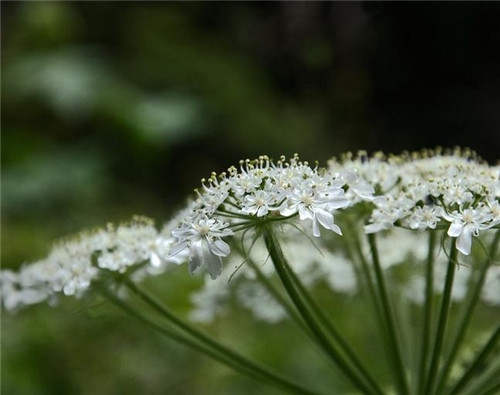天秤座清明掃墓禁忌 清明假期這樣過