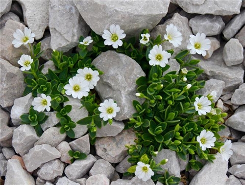 射手座清明掃墓禁忌 清明假期這樣過(guò)