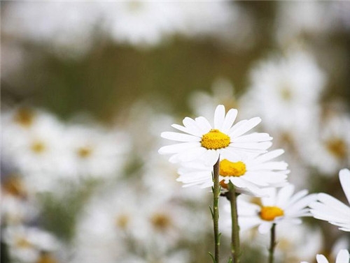 天蝎座清明掃墓禁忌 清明假期這樣過