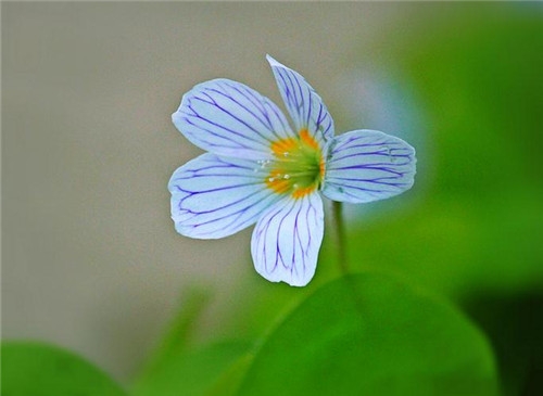 處女座清明掃墓禁忌 清明假期這樣過