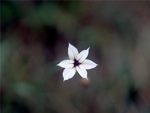 處女座清明掃墓禁忌 清明假期這樣過