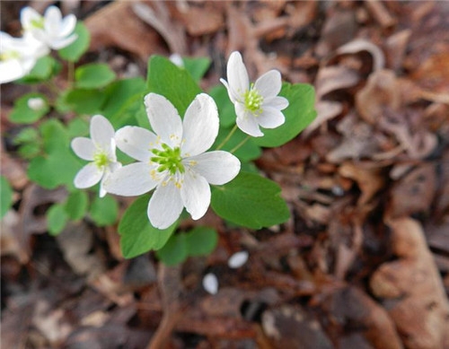 摩羯座清明掃墓禁忌 清明假期這樣過