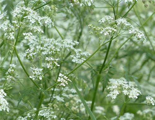 雙魚座清明掃墓禁忌 清明假期這樣過