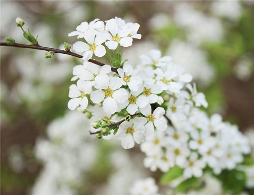 獅子座清明掃墓禁忌 清明假期這樣過