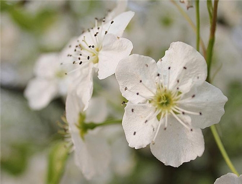 獅子座清明掃墓禁忌 清明假期這樣過