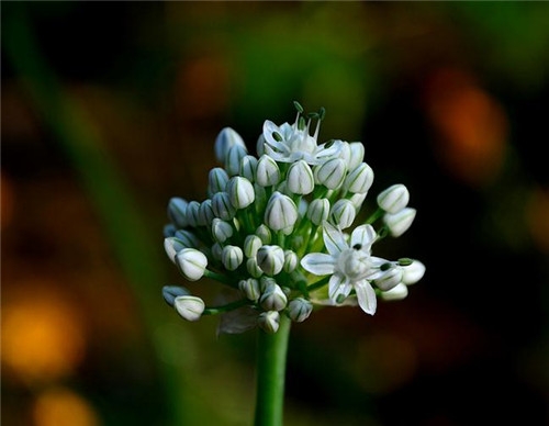 天秤座清明掃墓禁忌 清明假期這樣過