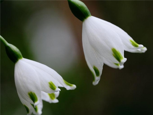 射手座清明掃墓禁忌 清明假期這樣過(guò)