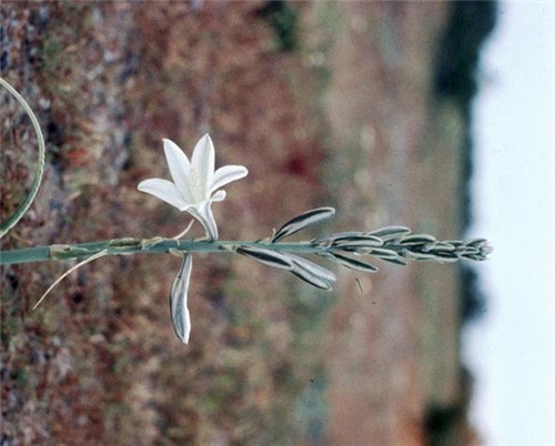天蝎座清明掃墓禁忌 清明假期這樣過