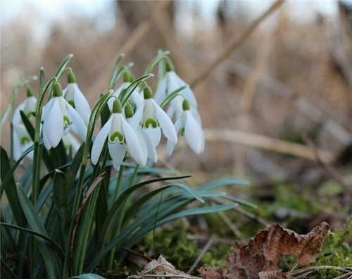 天蝎座清明掃墓禁忌 清明假期這樣過