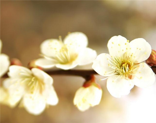 天秤座清明掃墓禁忌 清明假期這樣過