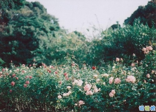 2019微信超文藝說說加配圖 很流行的文藝范經(jīng)典說說大全1