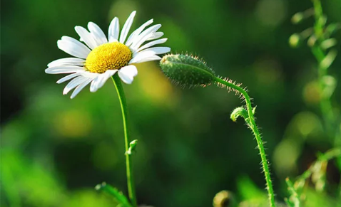 三毛經(jīng)典語(yǔ)錄愛(ài)情語(yǔ)錄大全集錦 50條三毛語(yǔ)錄關(guān)于愛(ài)情精選2