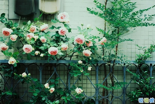 告別2018迎接2019的個(gè)性說說大全 2019最新充滿希望的勵(lì)志說說2