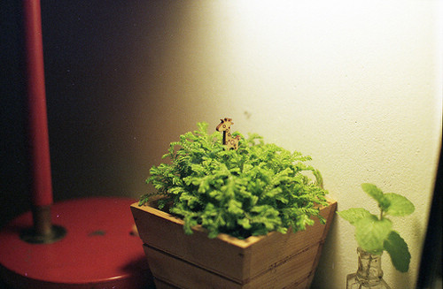 唯美又簡單的一句話說說帶圖片 你本是這世間獨(dú)一無二千般好1