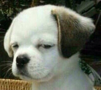 笑死人的說說加圖片：老師說我是攪屎棍，那么我同學(xué)是什么？1