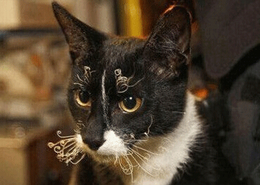 笑死人的說說加圖片：老師說我是攪屎棍，那么我同學(xué)是什么？9