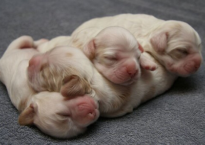 笑死人的說說加圖片：老師說我是攪屎棍，那么我同學(xué)是什么？14