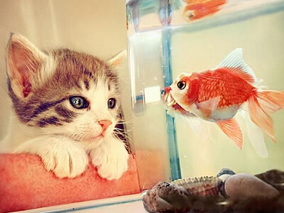 詩意的說說圖片大全1