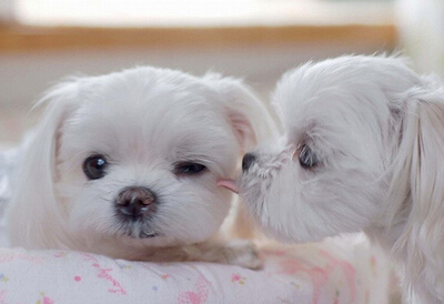 詩意的說說圖片大全5