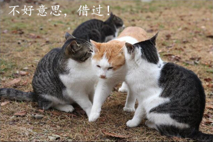 光棍節(jié)說說帶圖片，光棍節(jié)圖片說說大全6