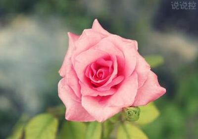 唯美說說配圖，唯美說說圖片2