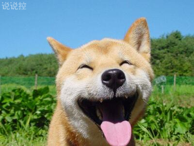 微信朋友圈萬(wàn)能神評(píng)論，微信朋友圈惡搞評(píng)論