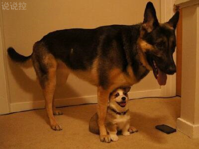 幽默搞笑句子加圖片，幽默句子帶圖片大全1