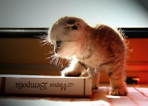 關(guān)于愛情的有些傷感難過的說說帶圖片 遇你之后步步都難走9