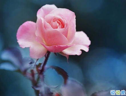 愛情說說發(fā)自肺腑的真實(shí)感受 觸動心弦的簡單愛情說說 2