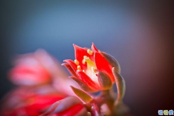 2019豬年初五迎財(cái)神心情短語(yǔ) 2019最新初五迎財(cái)神短信祝福語(yǔ)2