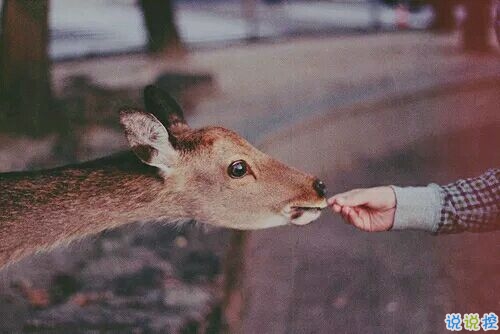 帶圖片的勵志說說人生感悟 別辜負了你的野心也別對不起你受的苦16