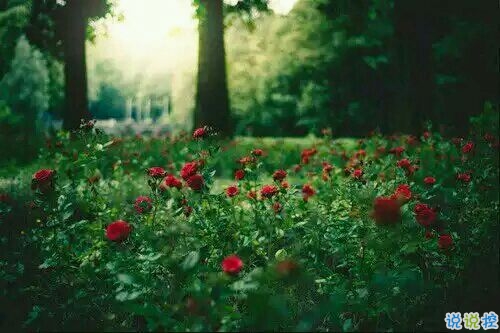 簡單低調(diào)秀恩愛的說說帶圖片 朋友圈表示自己很幸福的說說12