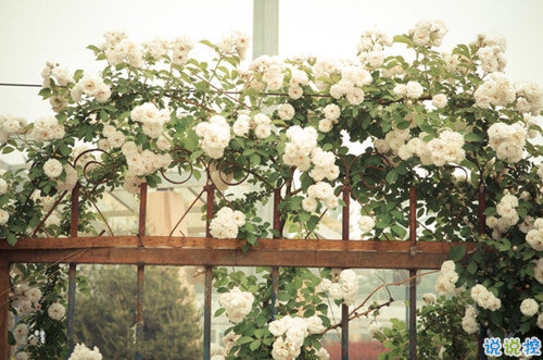 2019唯美說說帶圖片高質(zhì)量 適合發(fā)朋友圈的唯美句子9