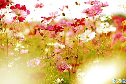 2019春分朋友圈早安祝福語(yǔ)帶圖片 春分唯美說說簡(jiǎn)單一句話11