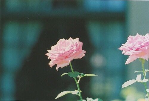 關(guān)于青春人生成長(zhǎng)的經(jīng)典哲理說(shuō)說(shuō)帶圖片 生活不只眼前的茍且還有詩(shī)和遠(yuǎn)方的田野2