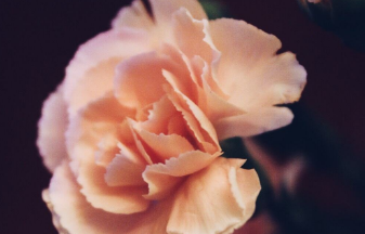 在夢(mèng)里也會(huì)潸然淚下的說說帶圖 如果時(shí)光倒流峩捫能抓得住什么14