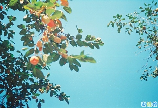 簡單唯美的一句話圖片說說有道理的那種 生活需要一點詩意3