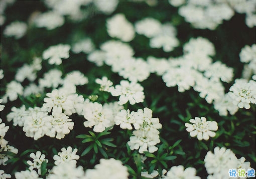 我們都琢磨不透的愛情說說帶圖片 忘記一個人的傷感說說心情5