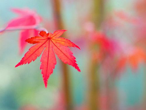 14條值得收藏的朋友圈說說帶圖片 溫柔又文藝的唯美說說圖片5