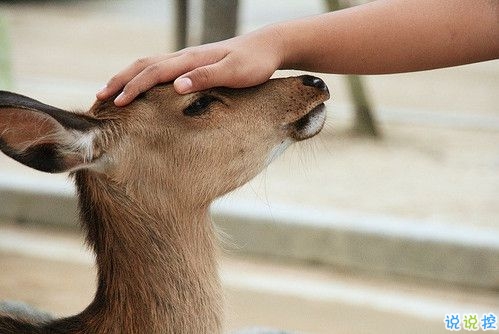 心累了傷感說(shuō)說(shuō)帶圖片2019 惹人心疼的一些傷感句子15
