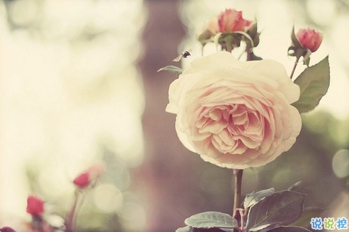 15條值得學習的勵志說說帶圖片 陽光簡短的勵志說說配圖10